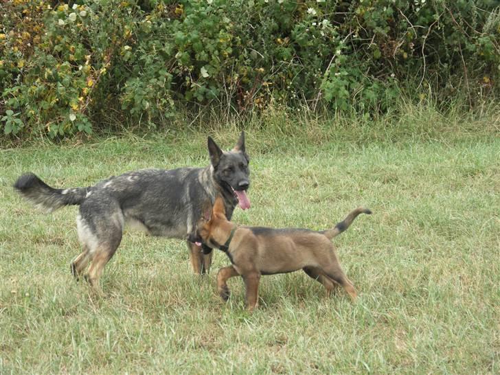 Schæferhund Hulgaard´s Leisa - HULGAARD´S OG SKUSTERHUSET CONTI billede 4