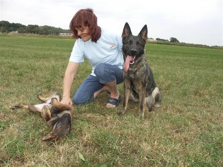 Schæferhund Hulgaard´s Leisa - MIG OG HUNDENE VAR UDE OG LEGE billede 5