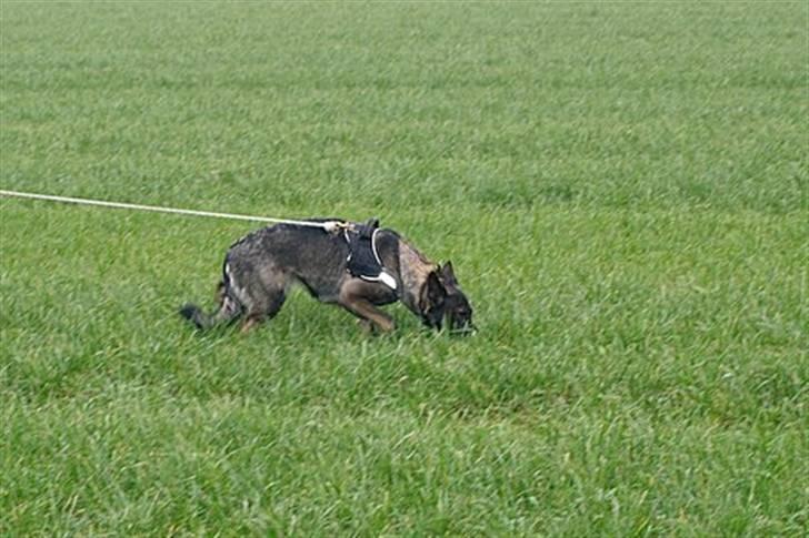 Schæferhund Hulgaard´s Leisa - LEISA ER UDE OG GÅ SPOR billede 6