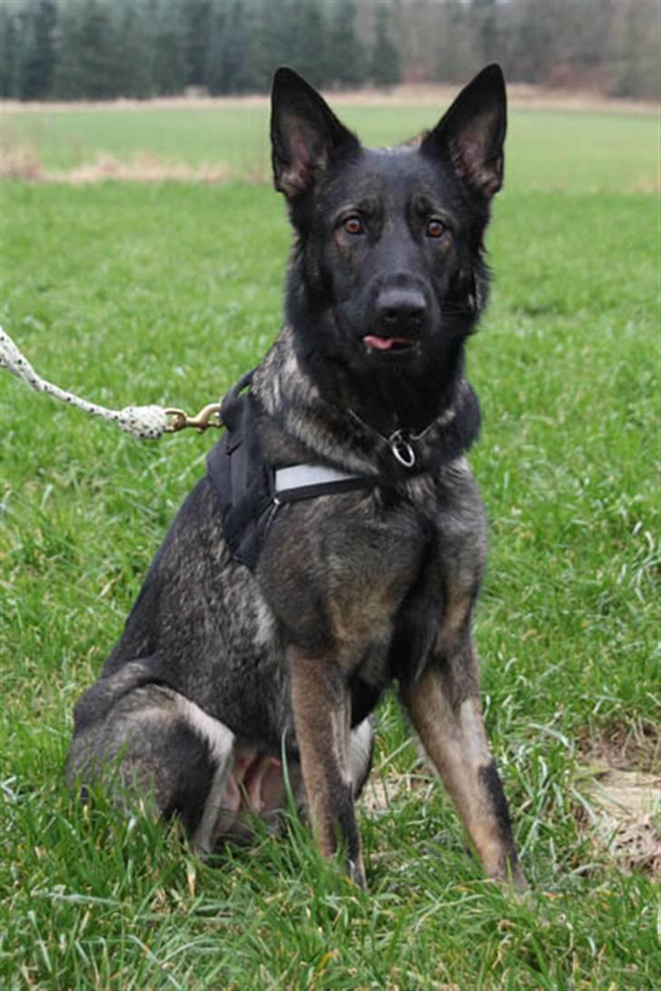 Schæferhund Hulgaard´s Leisa - LEISA ER FÆRDIG MED AT GÅ SPOR TIL UG billede 7