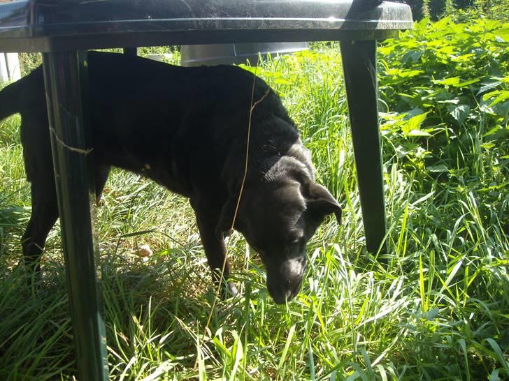 Labrador retriever /blanding Rie<3 billede 18