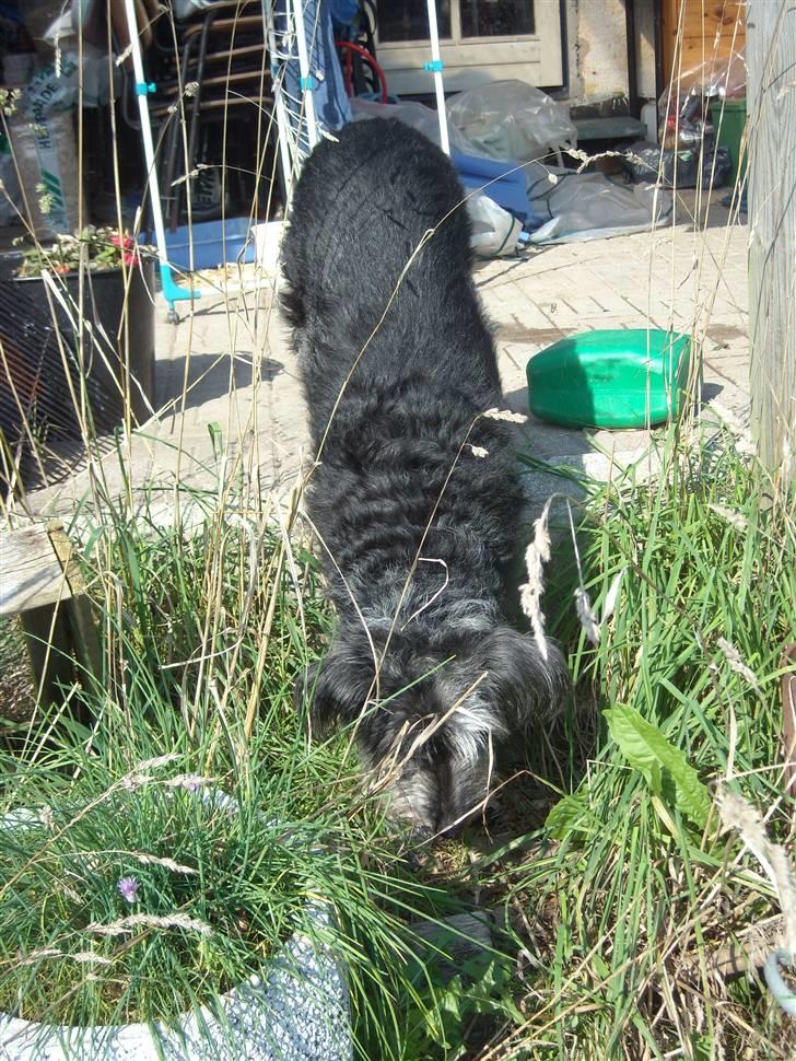 Border collie /Labrador R.I.P. Fie<3 billede 16