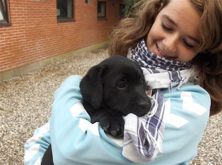 Labrador retriever Sille <3 billede 1