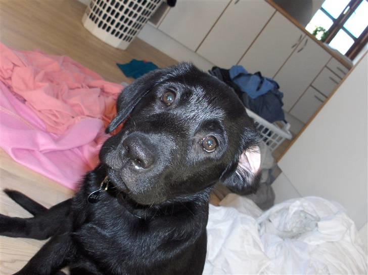 Labrador retriever Sille <3 billede 2