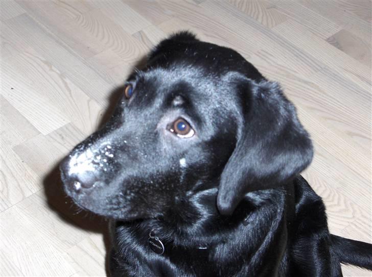 Labrador retriever Sille <3 billede 3