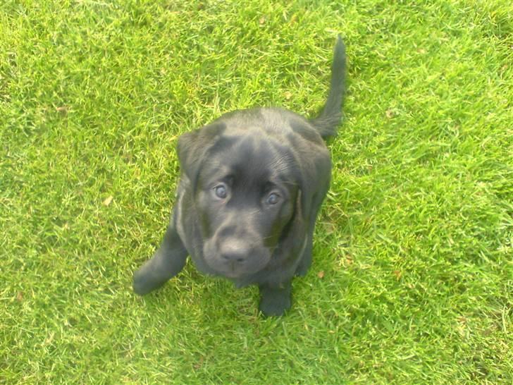 Labrador retriever Sille <3 billede 4