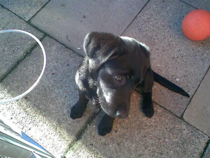 Labrador retriever Sille <3 billede 5