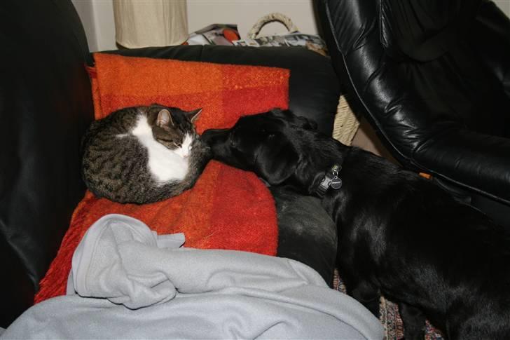 Labrador retriever Sille <3 billede 6