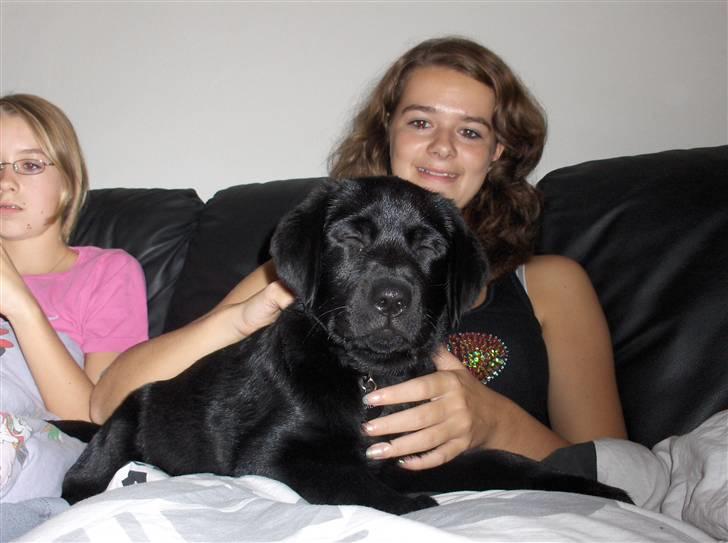 Labrador retriever Sille <3 billede 7