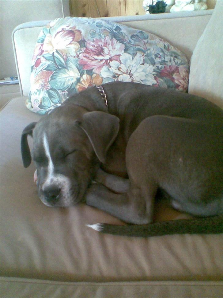 Blanding af racer Paplo - og vi sover igen igen.. billede 6