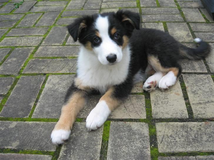 Australian shepherd Cassie billede 2