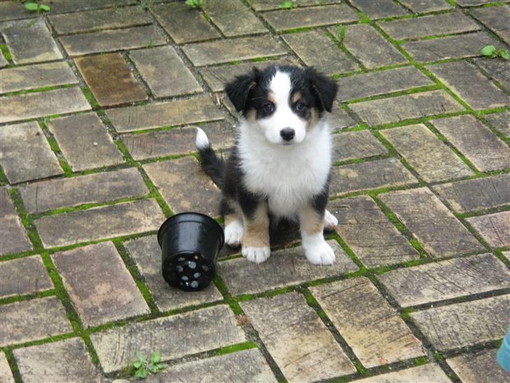 Australian shepherd Cassie billede 4