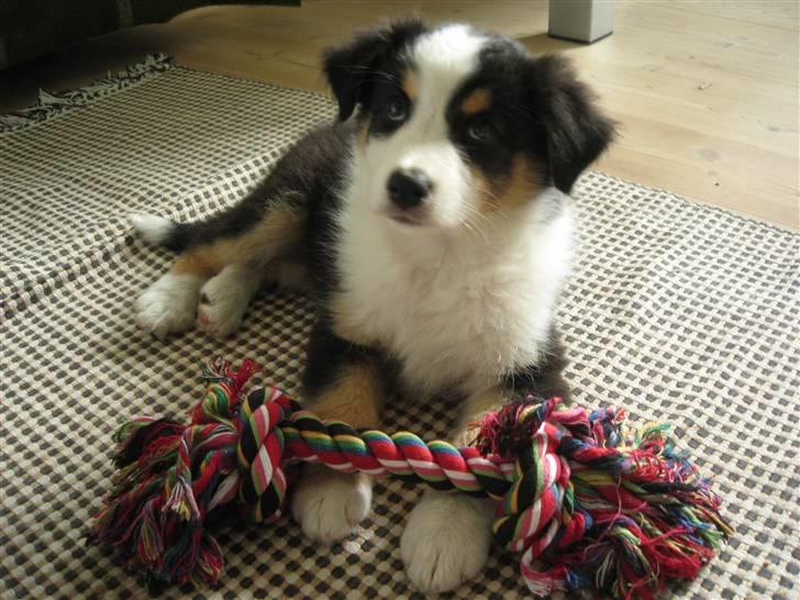 Australian shepherd Cassie billede 6