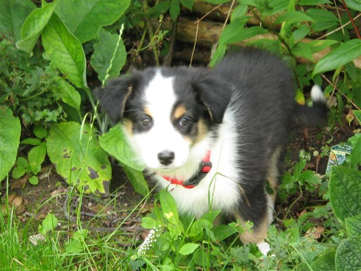 Australian shepherd Cassie billede 7