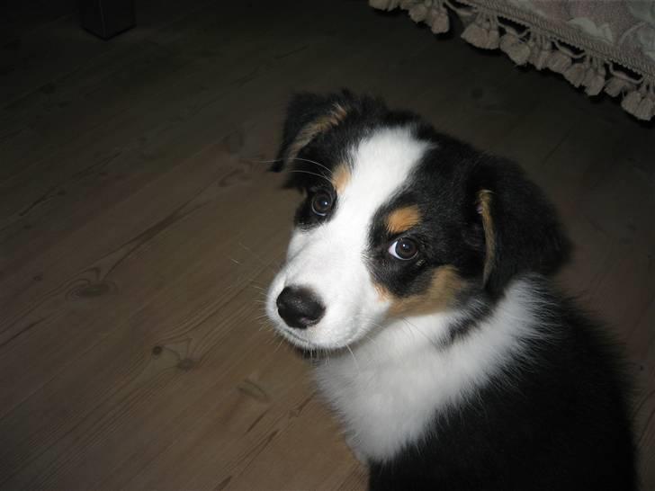 Australian shepherd Cassie billede 10