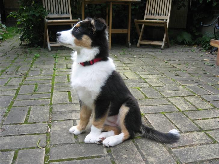 Australian shepherd Cassie billede 13