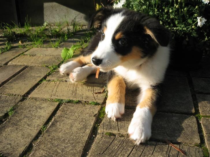 Australian shepherd Cassie billede 14