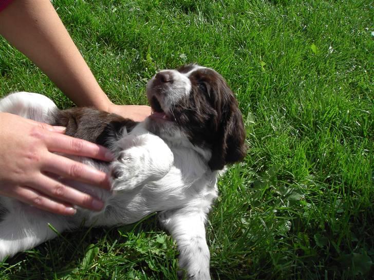 Engelsk springer spaniel "Chelsea"- Punakha's Zara billede 8