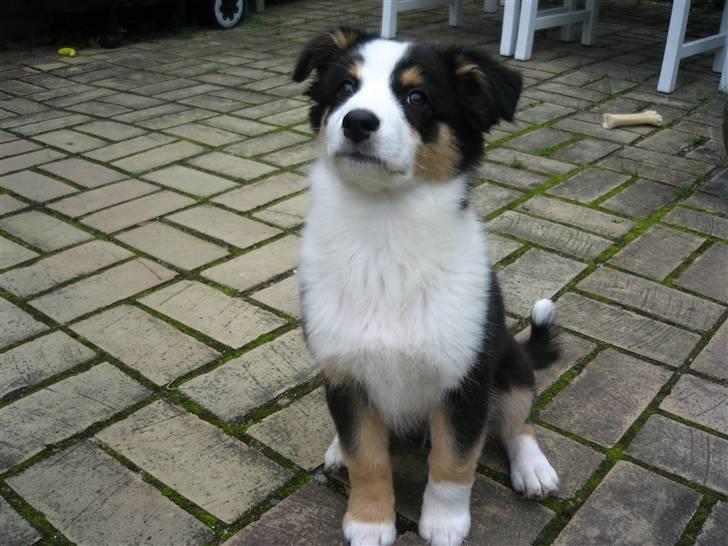 Australian shepherd Cassie billede 16