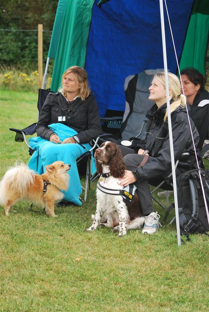 Engelsk springer spaniel "Chelsea"- Punakha's Zara billede 9