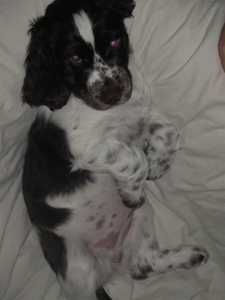 Engelsk springer spaniel "Chelsea"- Punakha's Zara billede 10