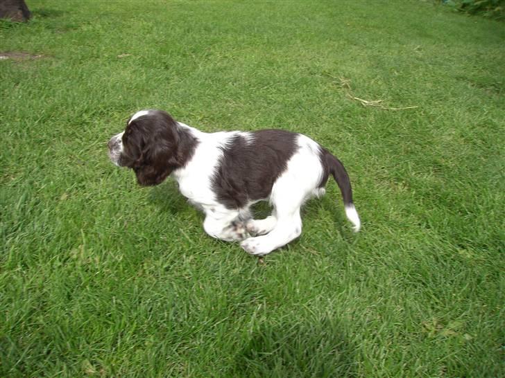 Engelsk springer spaniel "Chelsea"- Punakha's Zara billede 11