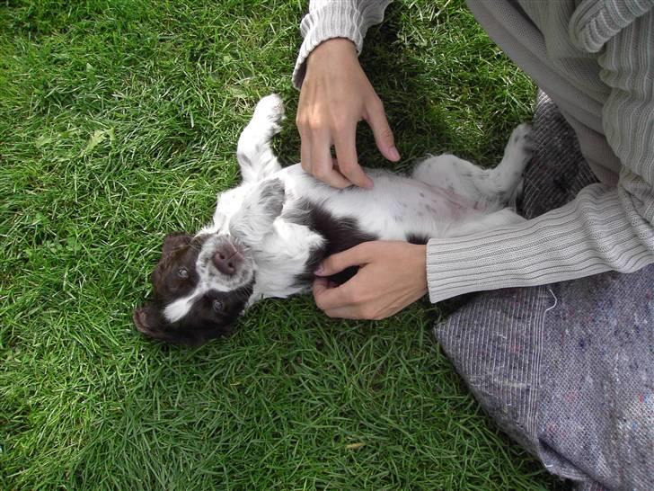 Engelsk springer spaniel "Chelsea"- Punakha's Zara billede 12