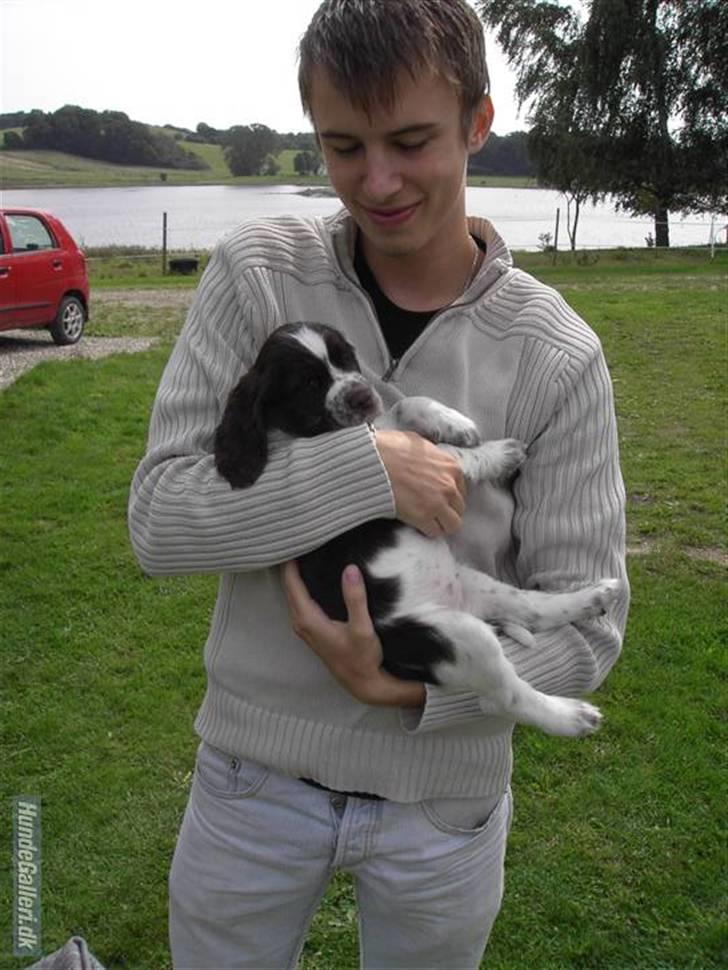 Engelsk springer spaniel "Chelsea"- Punakha's Zara billede 13