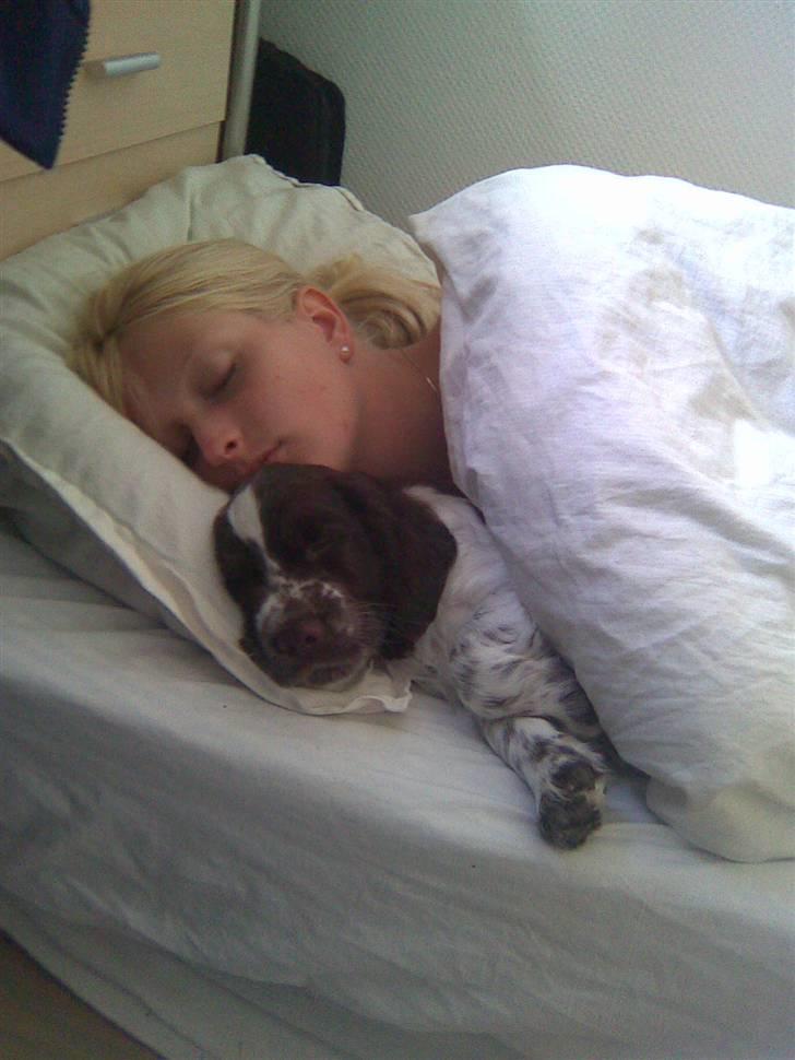 Engelsk springer spaniel "Chelsea"- Punakha's Zara billede 14