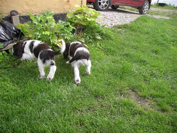 Engelsk springer spaniel "Chelsea"- Punakha's Zara billede 15