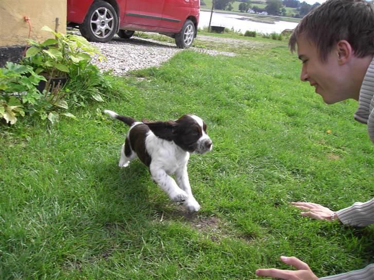 Engelsk springer spaniel "Chelsea"- Punakha's Zara billede 16