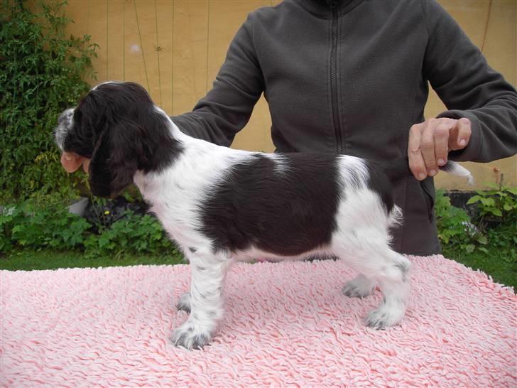 Engelsk springer spaniel "Chelsea"- Punakha's Zara billede 17