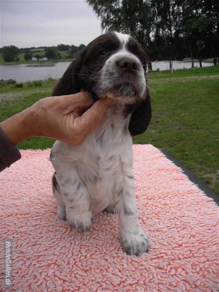 Engelsk springer spaniel "Chelsea"- Punakha's Zara billede 18