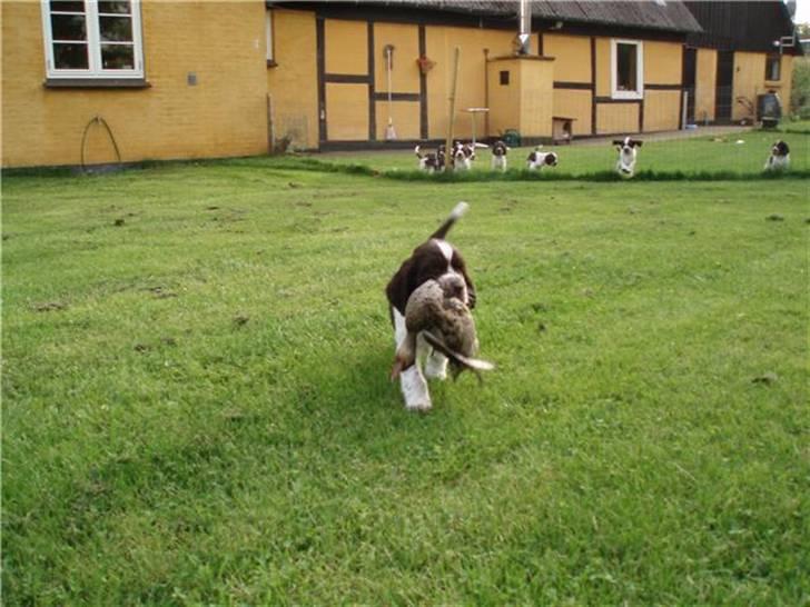Engelsk springer spaniel "Chelsea"- Punakha's Zara billede 19