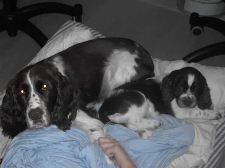 Engelsk springer spaniel "Chelsea"- Punakha's Zara billede 20