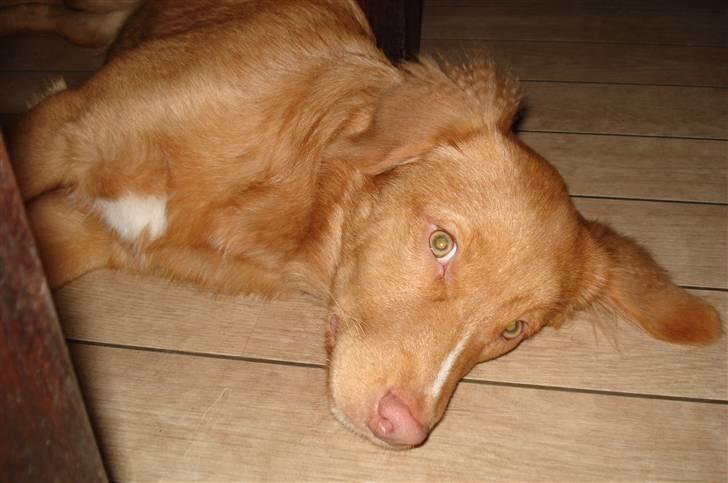 Nova scotia duck tolling retriever Zica billede 10