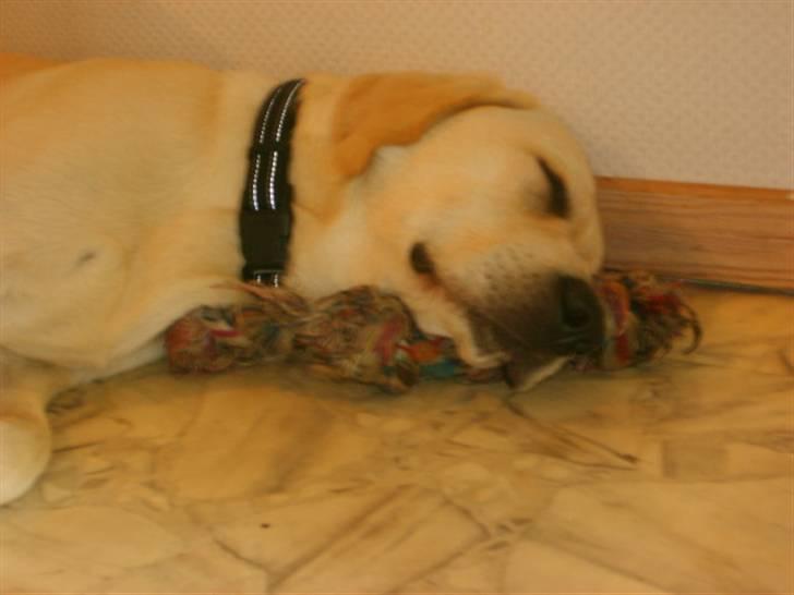 Labrador retriever Vaks - så er min lille hund blevet træt billede 6