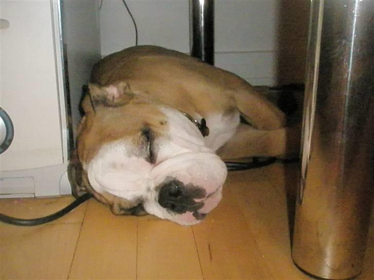 Engelsk bulldog Loui billede 1