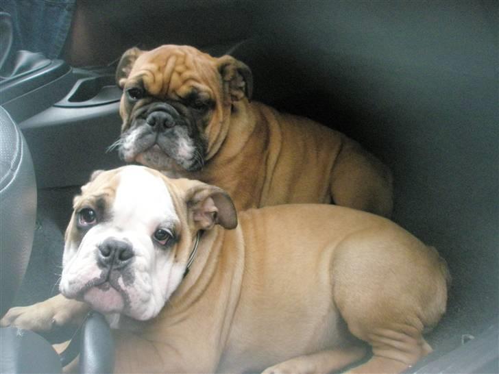 Engelsk bulldog Loui - Loui og bror Carlos billede 2