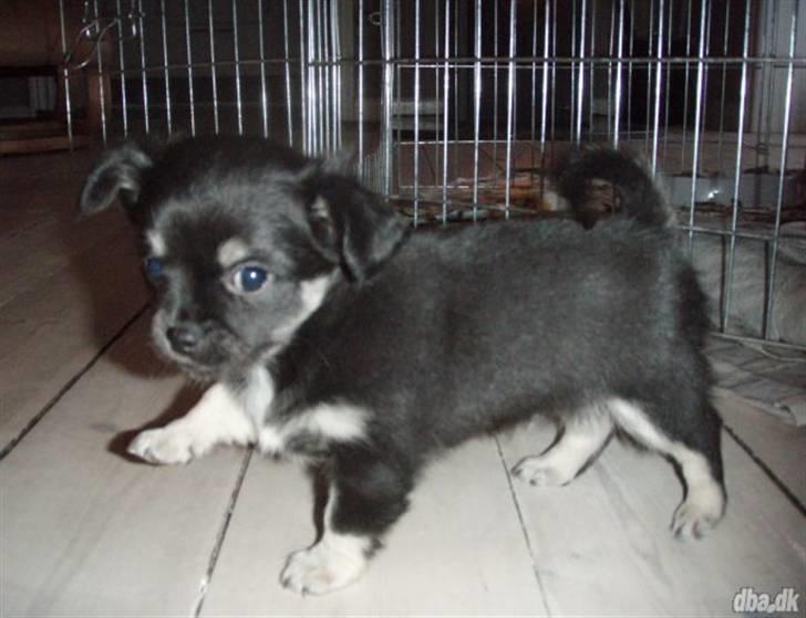 Chihuahua Cody billede 1