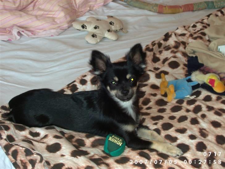 Chihuahua Cody billede 2