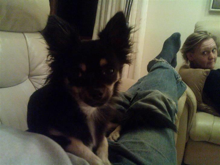 Chihuahua Cody billede 3