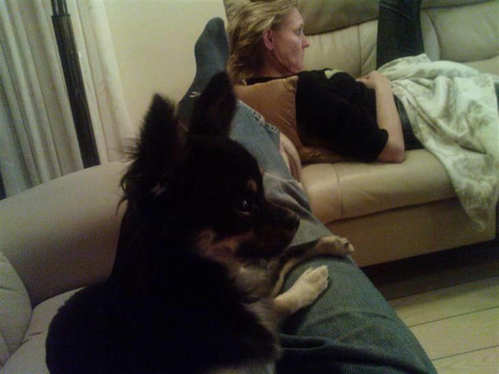 Chihuahua Cody billede 4