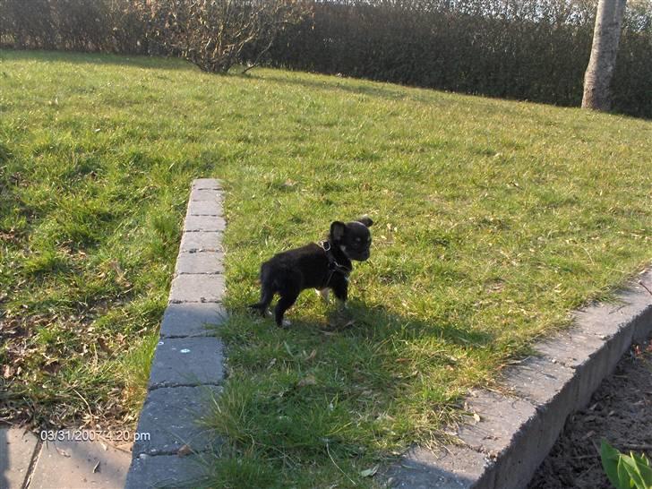 Chihuahua Cody billede 5