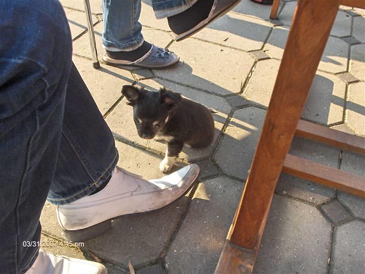 Chihuahua Cody billede 6