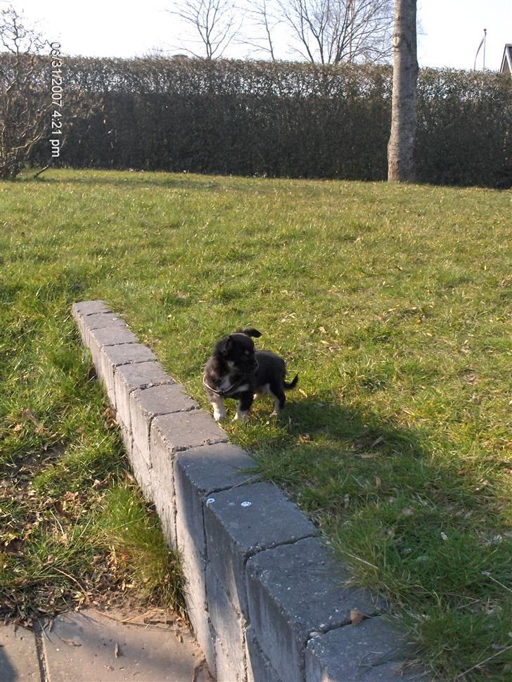 Chihuahua Cody billede 7