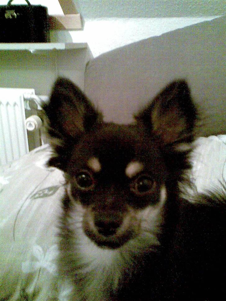 Chihuahua Cody billede 8