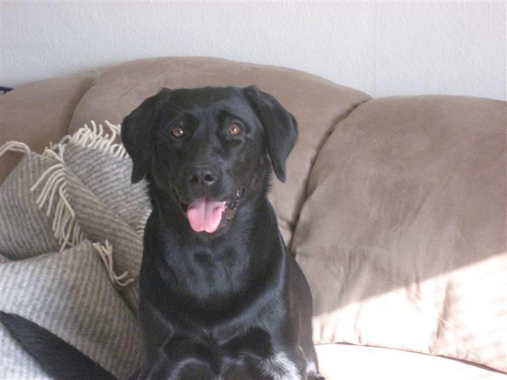 Labrador retriever Jessie - Rækker da lige tunge af fotografen billede 1