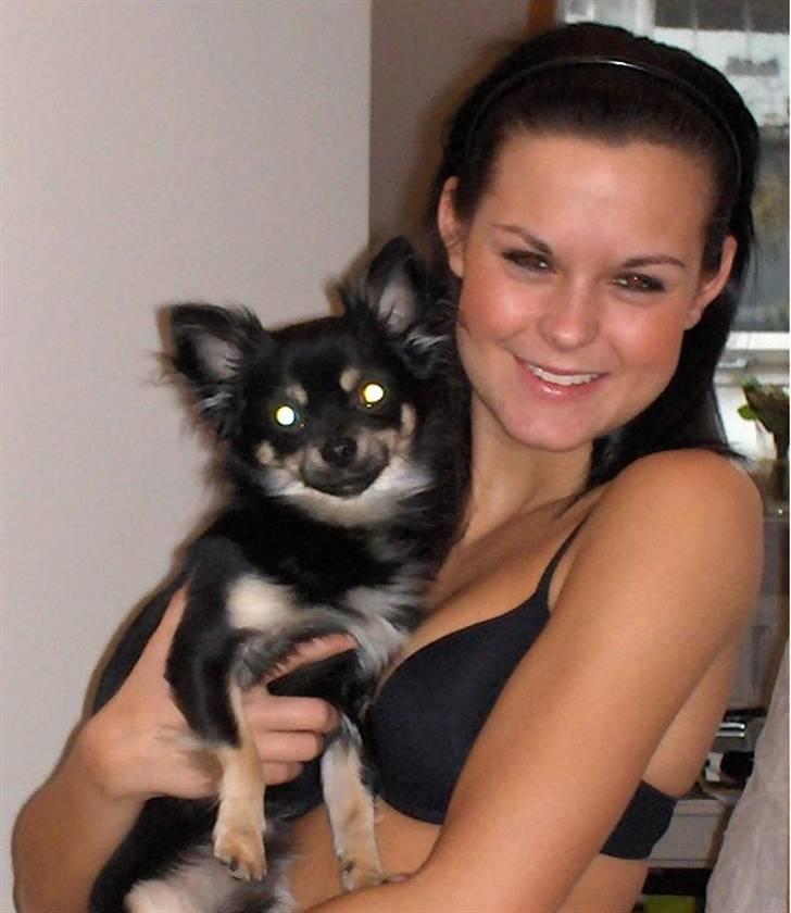 Chihuahua Cody billede 9