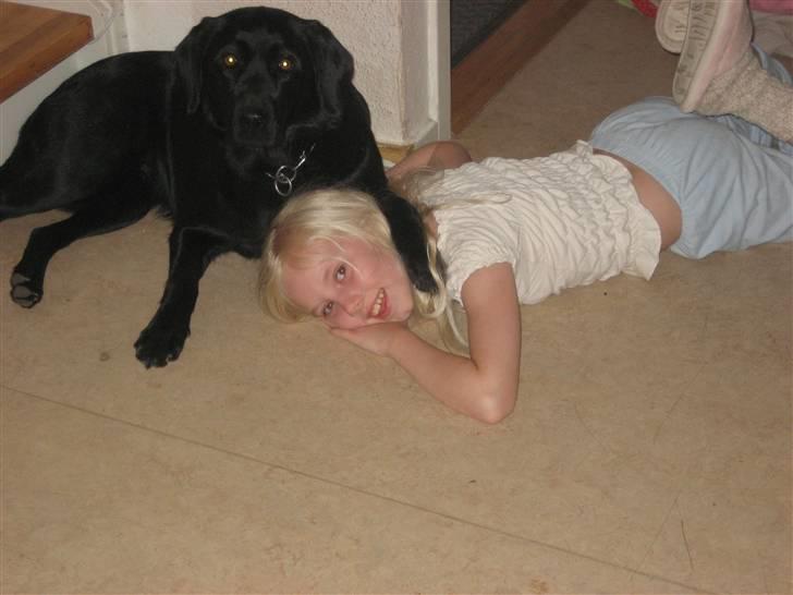 Labrador retriever Jessie - Jeg synes lige hende Natacha skal holdes lidt nede billede 2